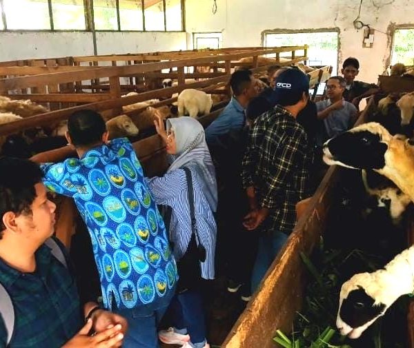 kandang